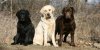 labrador-color-inheritance.jpg