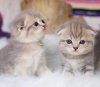 cat.jpg