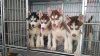 husky2.jpg