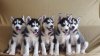 husky4.jpg