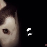Thu Husky