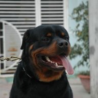 ro_pet