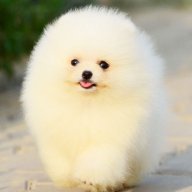 HOF PET NATURAL SHAMPOO