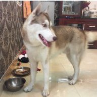 Chien cong