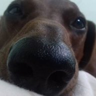 tinyvodoi