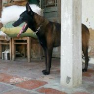Benmalinoise