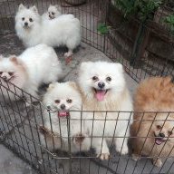 Pet's house lovely