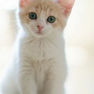 hằng alice
