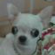 Tomy-SP