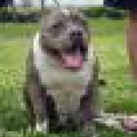 quochiep_0207