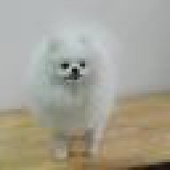 toydog
