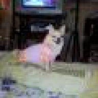 mypet