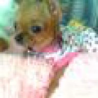 nhoc_pet16
