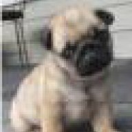 cuong_pets