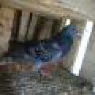 Ilovepigeon