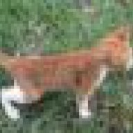 ngoinhahanhphuc_dph