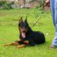 Beauceron Vina