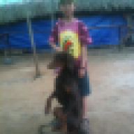pitbull_hn
