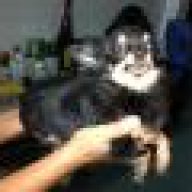 Phuong_Chihuahua