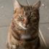 Choupette