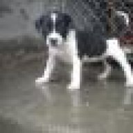 TUẤN_PITBULL_HD