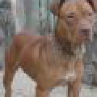 xiaobao_pitbull_hd