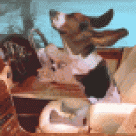 dogviet