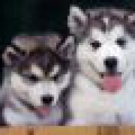husky-foreverlove
