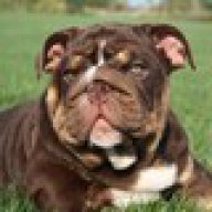 tomy_kennel