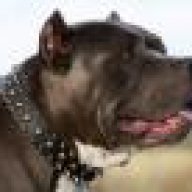 THANG_PITBULL_SG