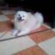 chimcanhcut_dus