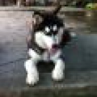 wooly.husky