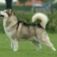 alaskalongngan