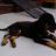 Fan_Rottweiler