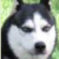 mio cane
