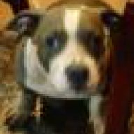 Luna*Bully