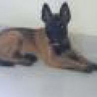 malinoisthanhbinhduong