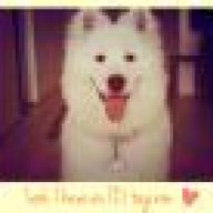 luna.samoyed