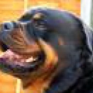 Rottwailler