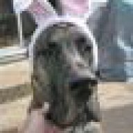 nghia_greatdane