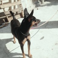 tuanhong24042092