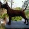 doberman