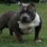 BIG DOG