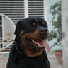 ro_pet
