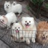 Pet's house lovely