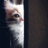 Pet Studio