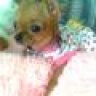 nhoc_pet16