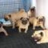 pug79