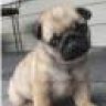 cuong_pets