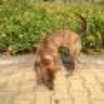 Mr Lab